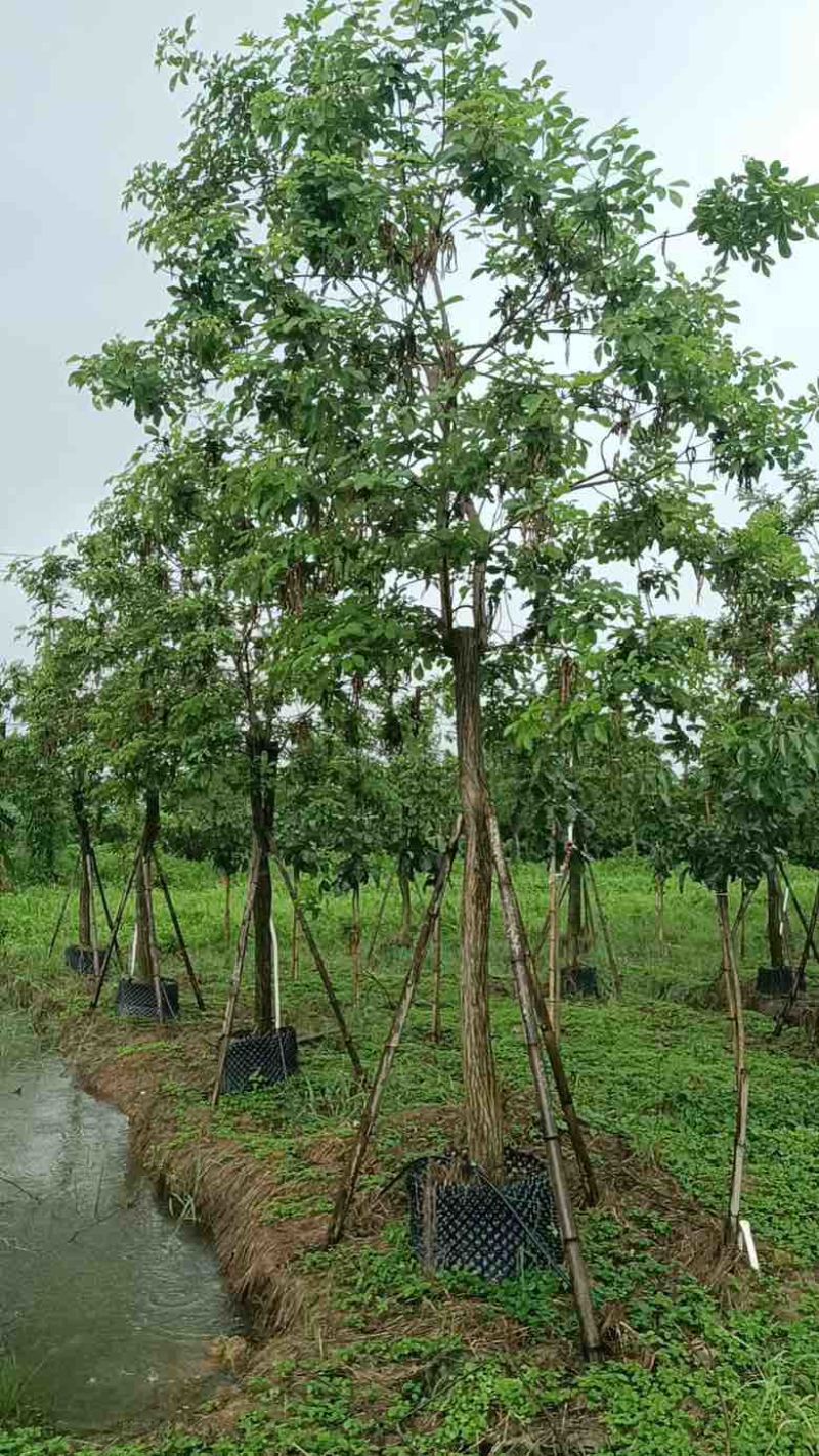 黄花风铃木各种规格低价出售