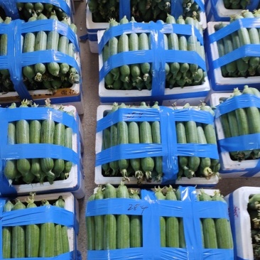 油皮香丝瓜，稳定货源！