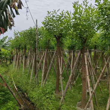 鸡冠刺桐8～12公分基地直销规格齐全有需要的老板来电洽谈