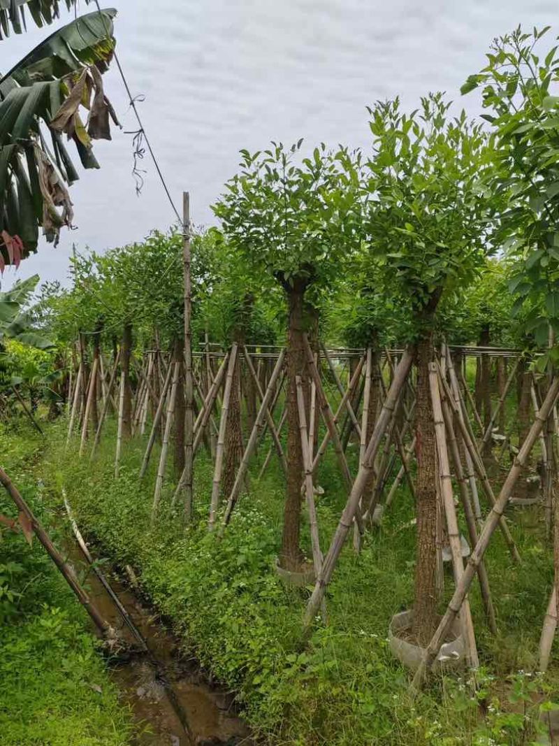 鸡冠刺桐8～12公分基地直销规格齐全有需要的老板来电洽谈