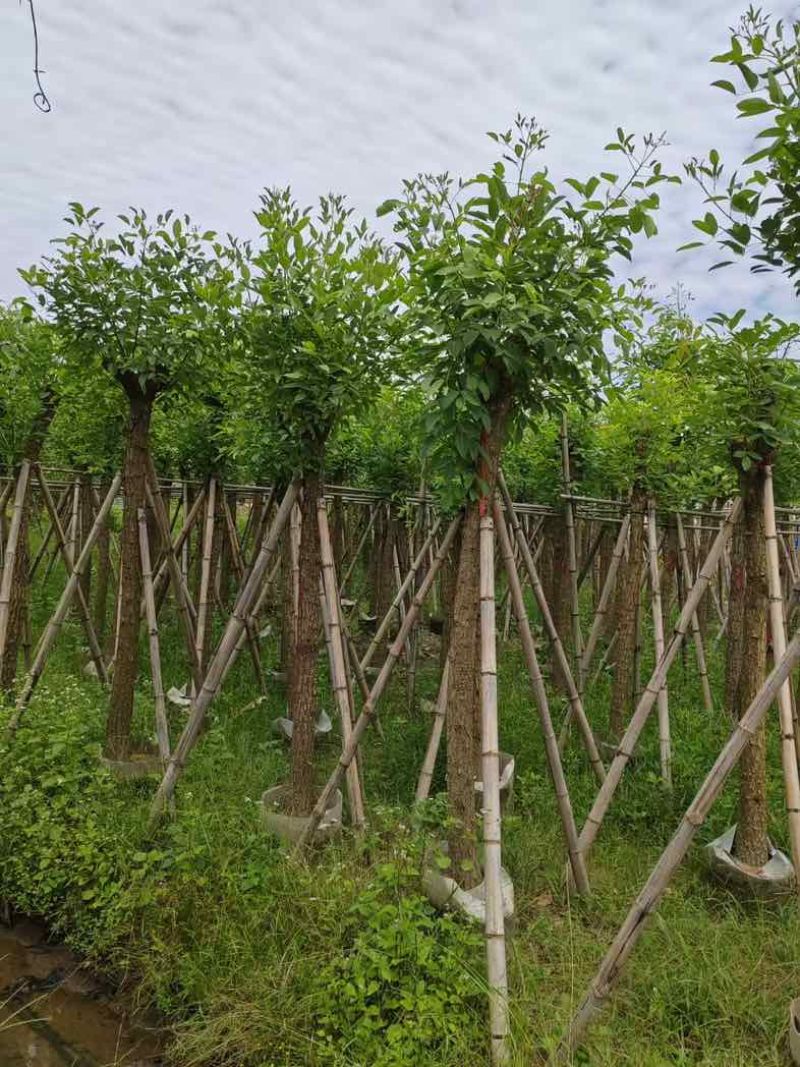 鸡冠刺桐8～12公分基地直销规格齐全有需要的老板来电洽谈