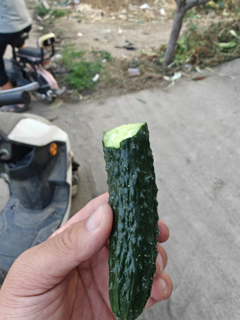 瓷玉6号精品黄瓜