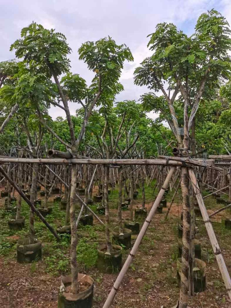 黄槐骨架8～12基地直销规格齐全欢迎老板来电洽谈合作