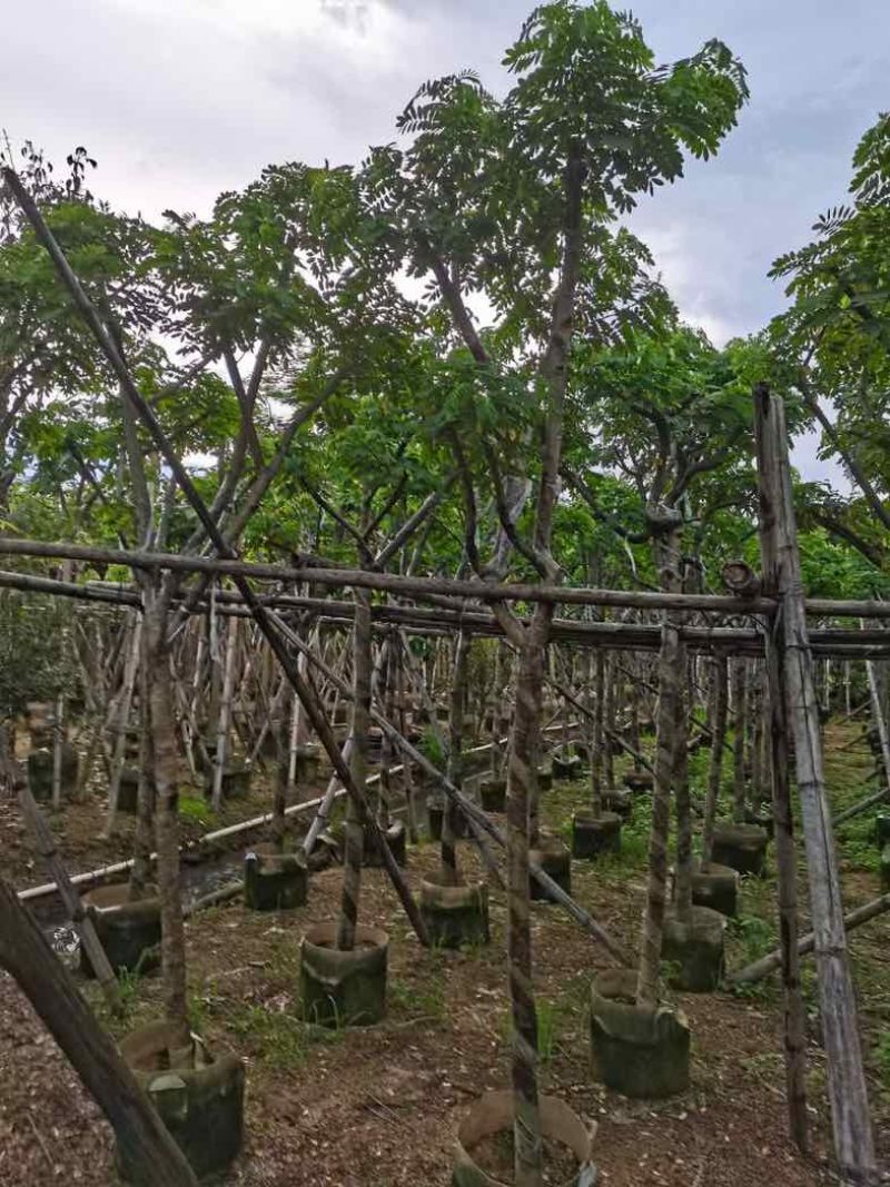 黄槐骨架8～12基地直销规格齐全欢迎老板来电洽谈合作