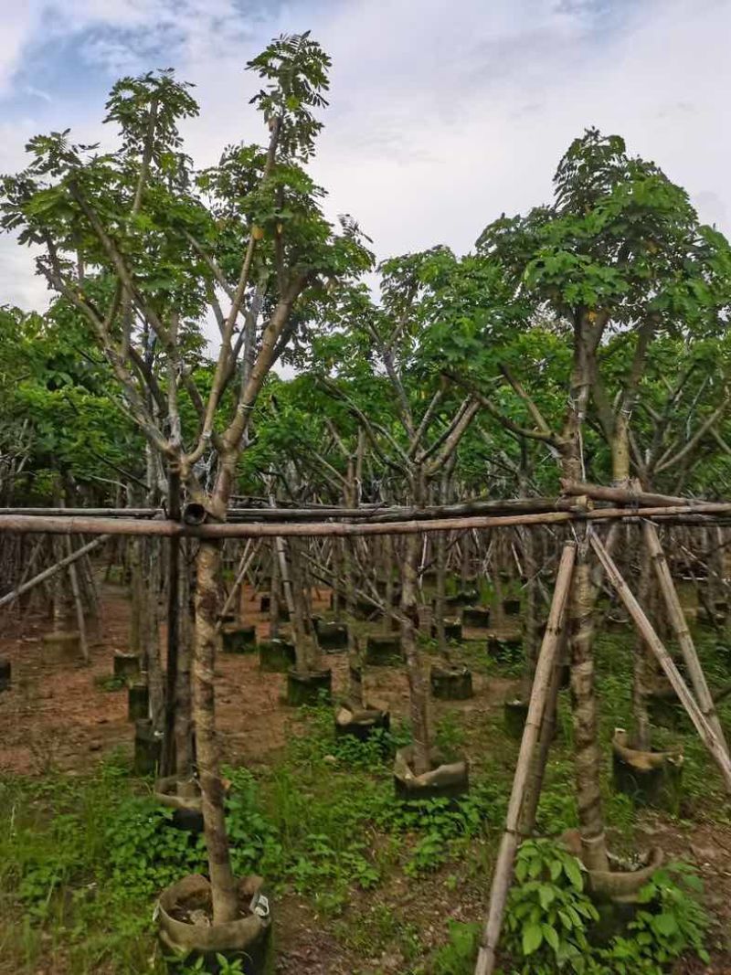 黄槐骨架8～12基地直销规格齐全欢迎老板来电洽谈合作