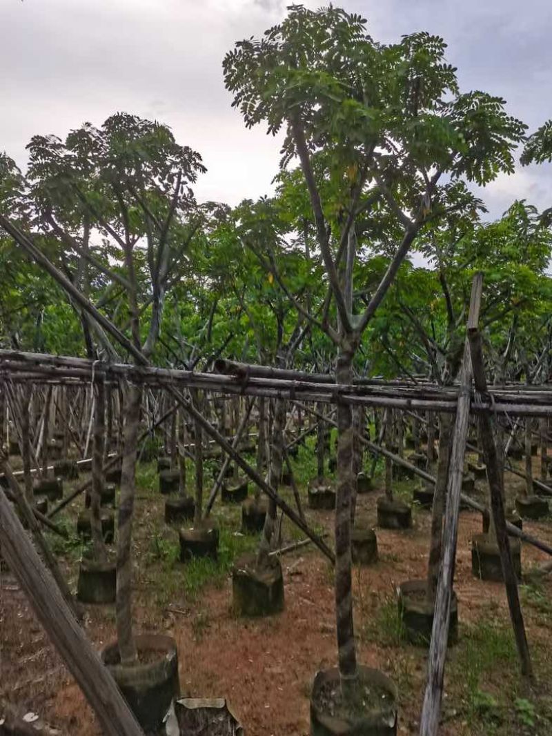 黄槐骨架8～12基地直销规格齐全欢迎老板来电洽谈合作