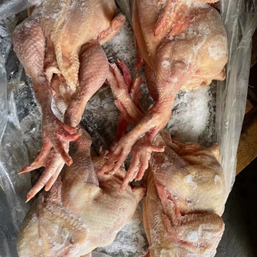 出售​内膜袋肉食鸡11公斤4只
