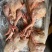 出售​内膜袋肉食鸡11公斤4只