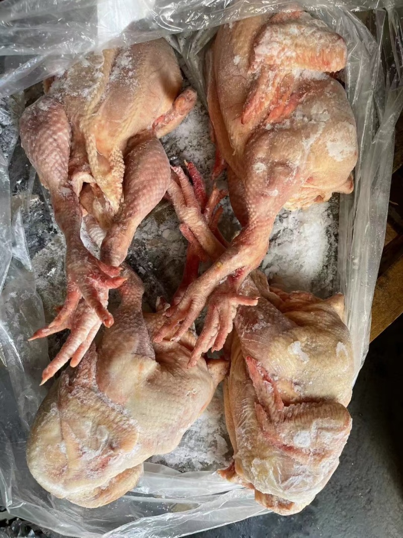 出售​内膜袋肉食鸡11公斤4只
