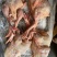 出售​内膜袋肉食鸡11公斤4只