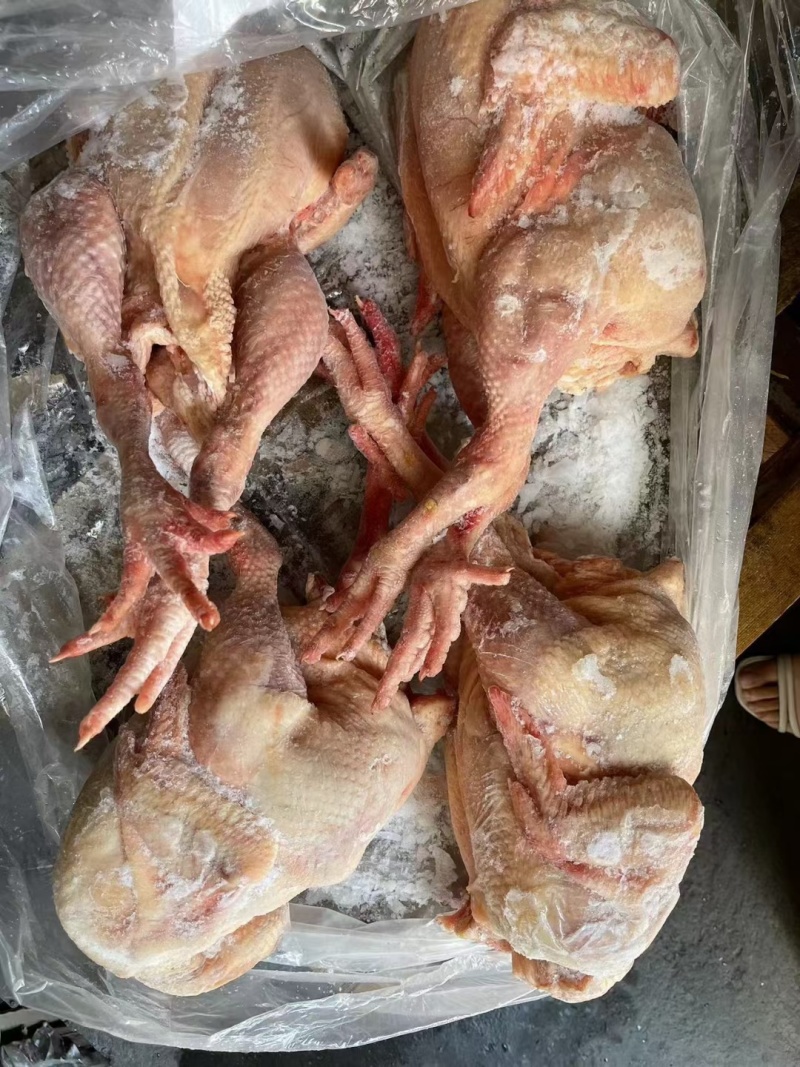 出售​内膜袋肉食鸡11公斤4只