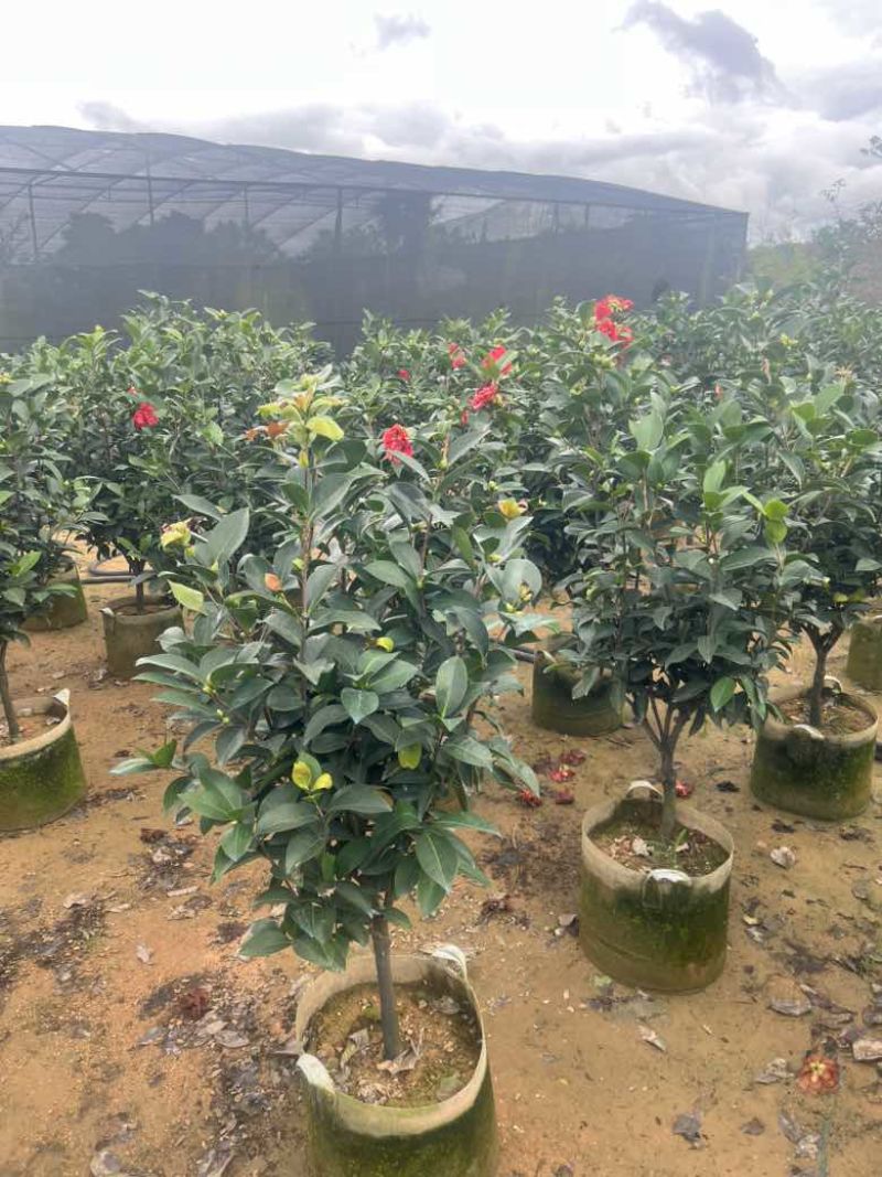 四季茶花80-200低价出售