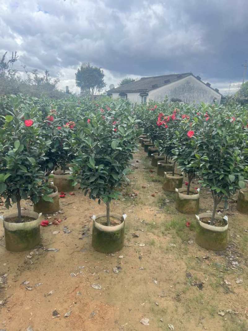 四季茶花80-200低价出售