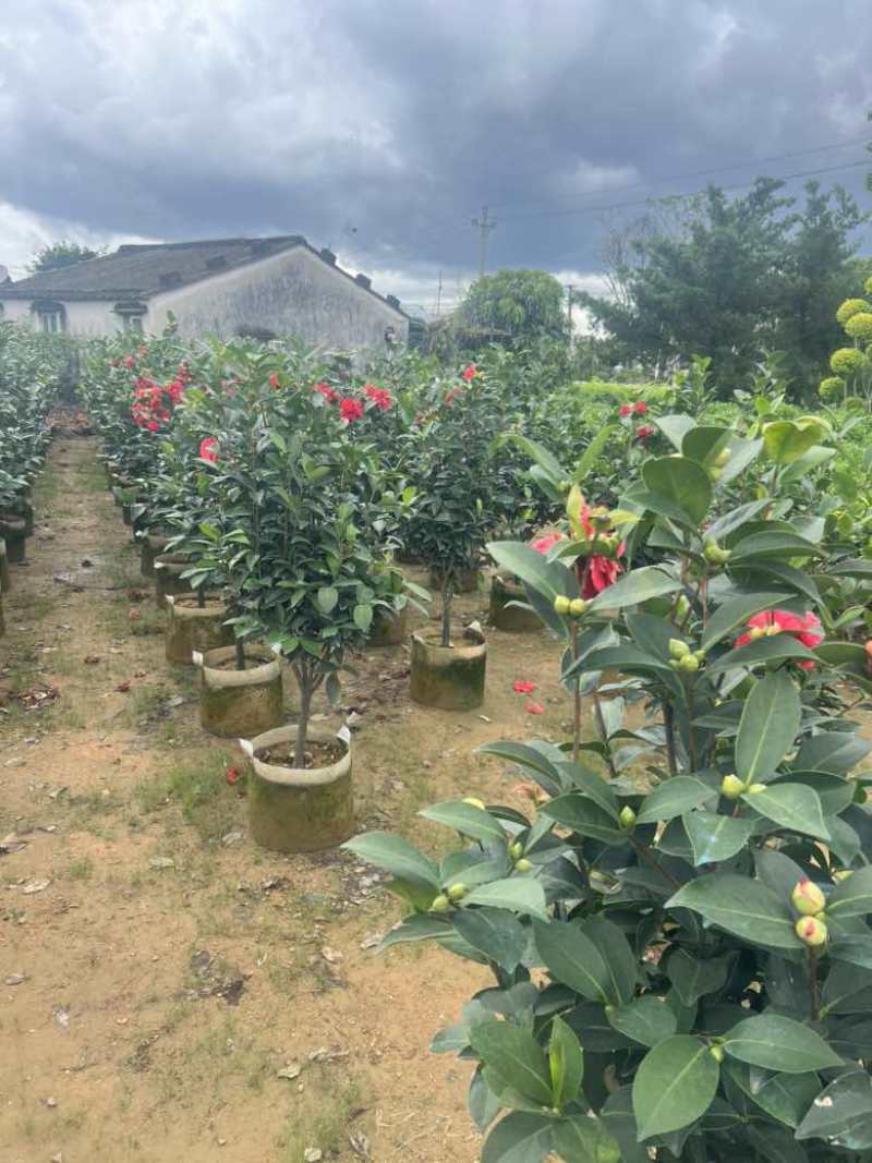 四季茶花80-200低价出售
