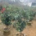 四季茶花80-200低价出售