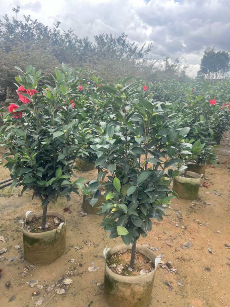 四季茶花80-200低价出售
