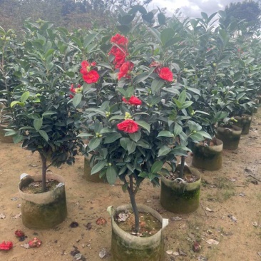 四季茶花80-200低价出售