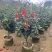四季茶花80-200低价出售