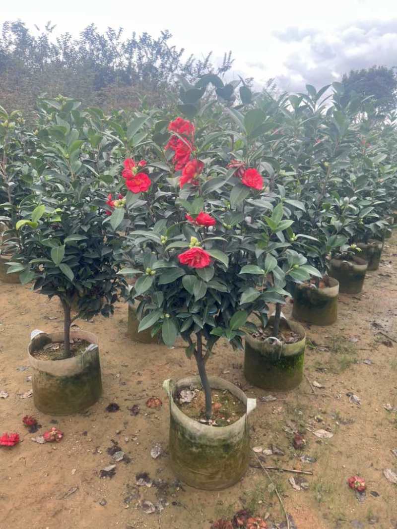 四季茶花80-200低价出售