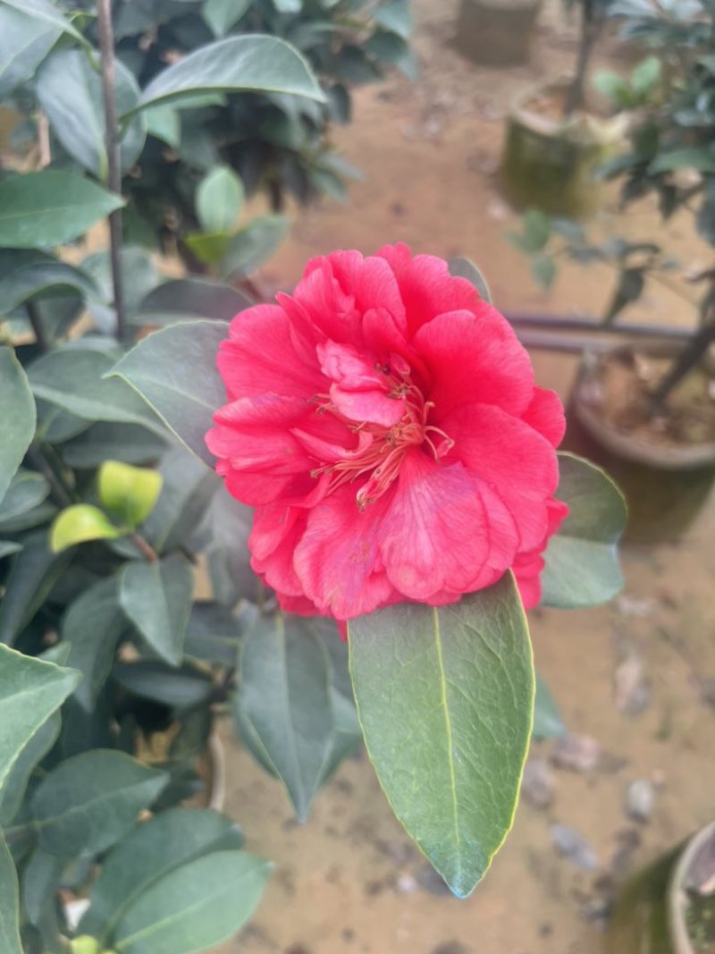 四季茶花80-200低价出售