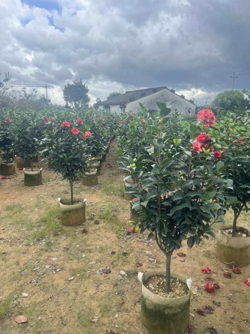 四季茶花80-200低价出售