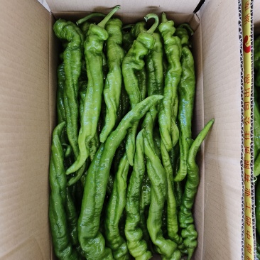 精品螺丝椒