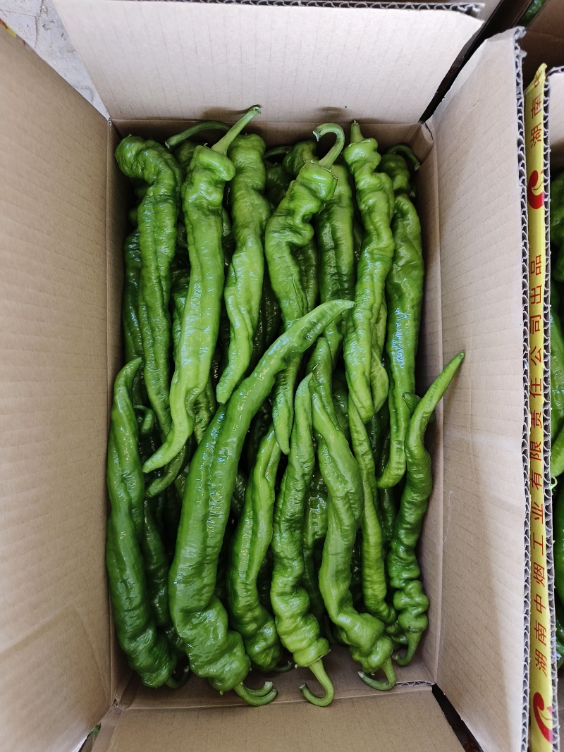 精品螺丝椒