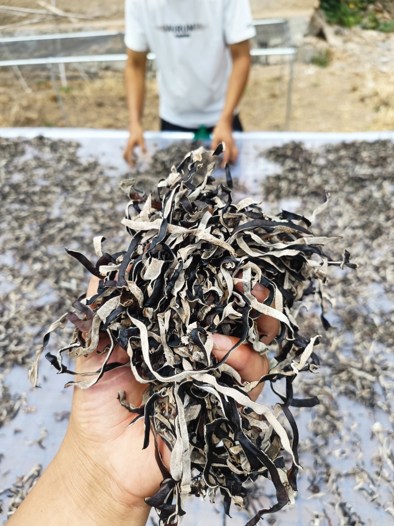 螺丝粉专用毛木耳丝