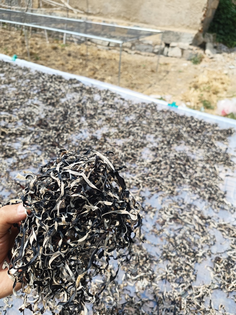 螺丝粉专用毛木耳丝