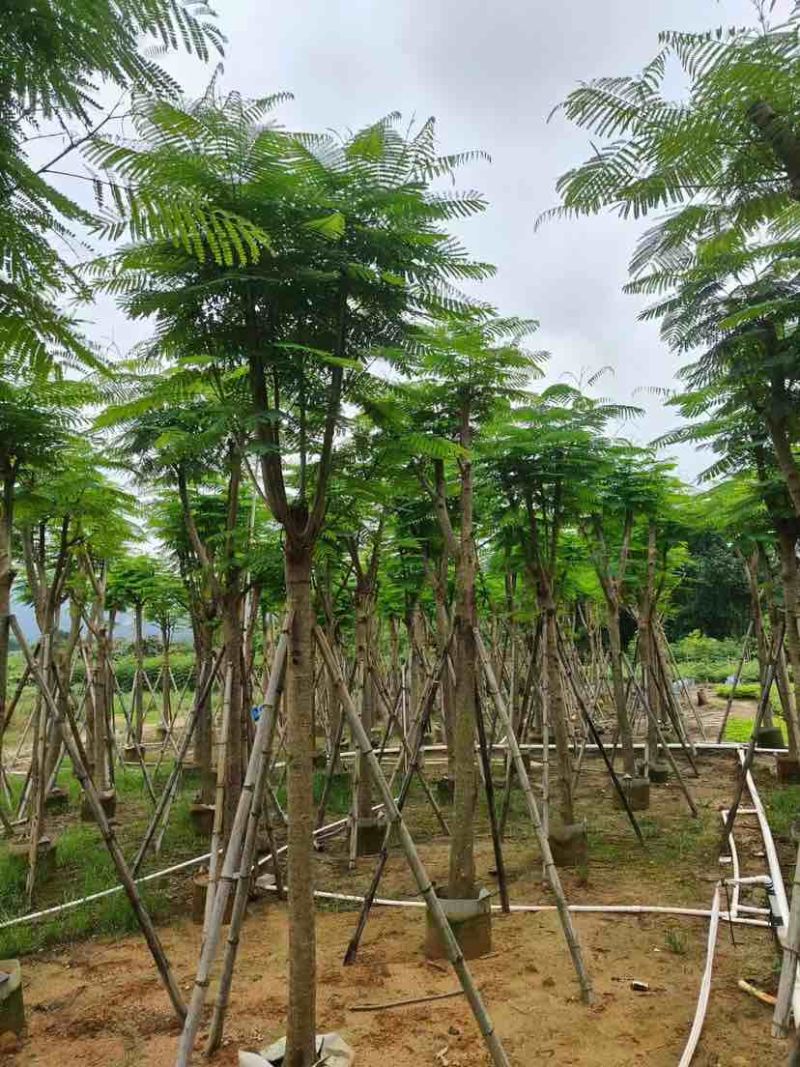 凤凰树10～30公分基地直销大小规格齐全欢迎老板来电洽谈