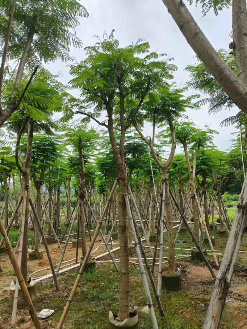 凤凰树10～30公分基地直销大小规格齐全欢迎老板来电洽谈
