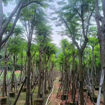 凤凰树10～30公分基地直销大小规格齐全欢迎老板来电洽谈