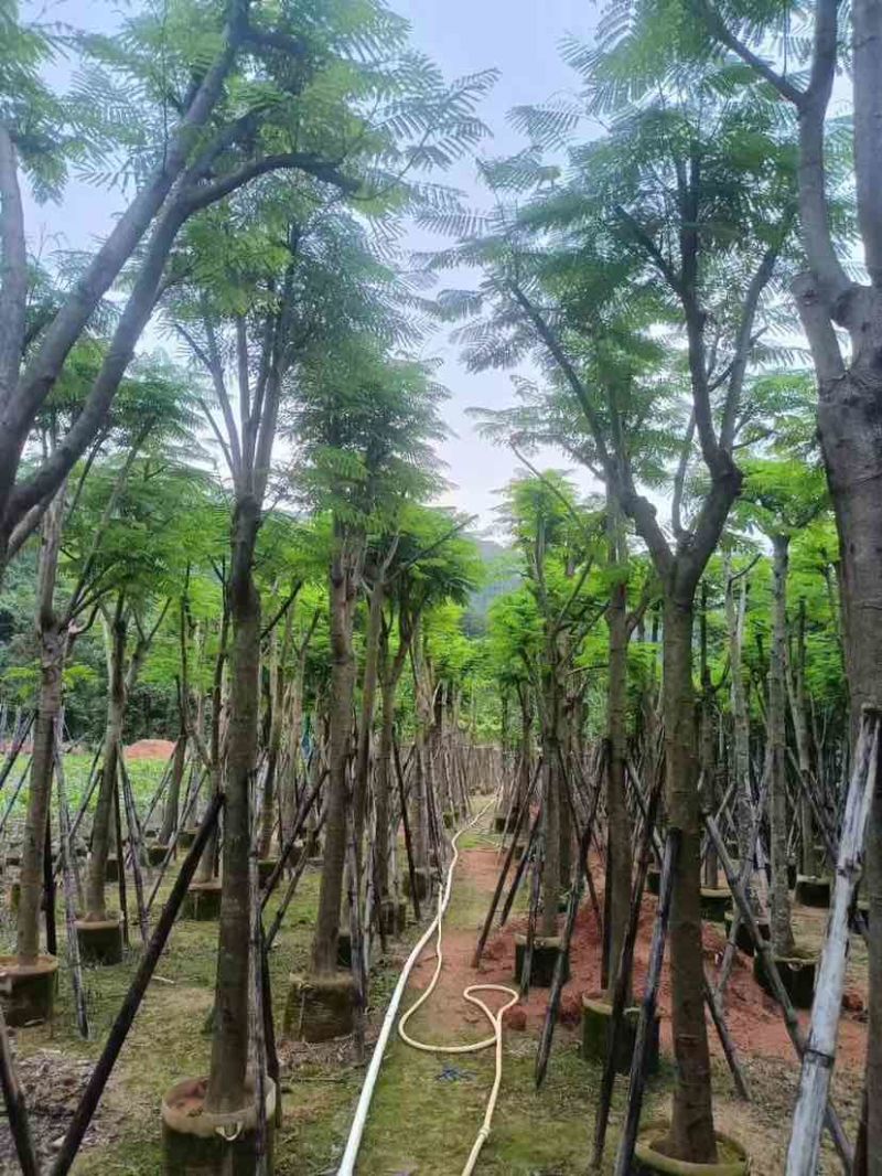 凤凰树10～30公分基地直销大小规格齐全欢迎老板来电洽谈