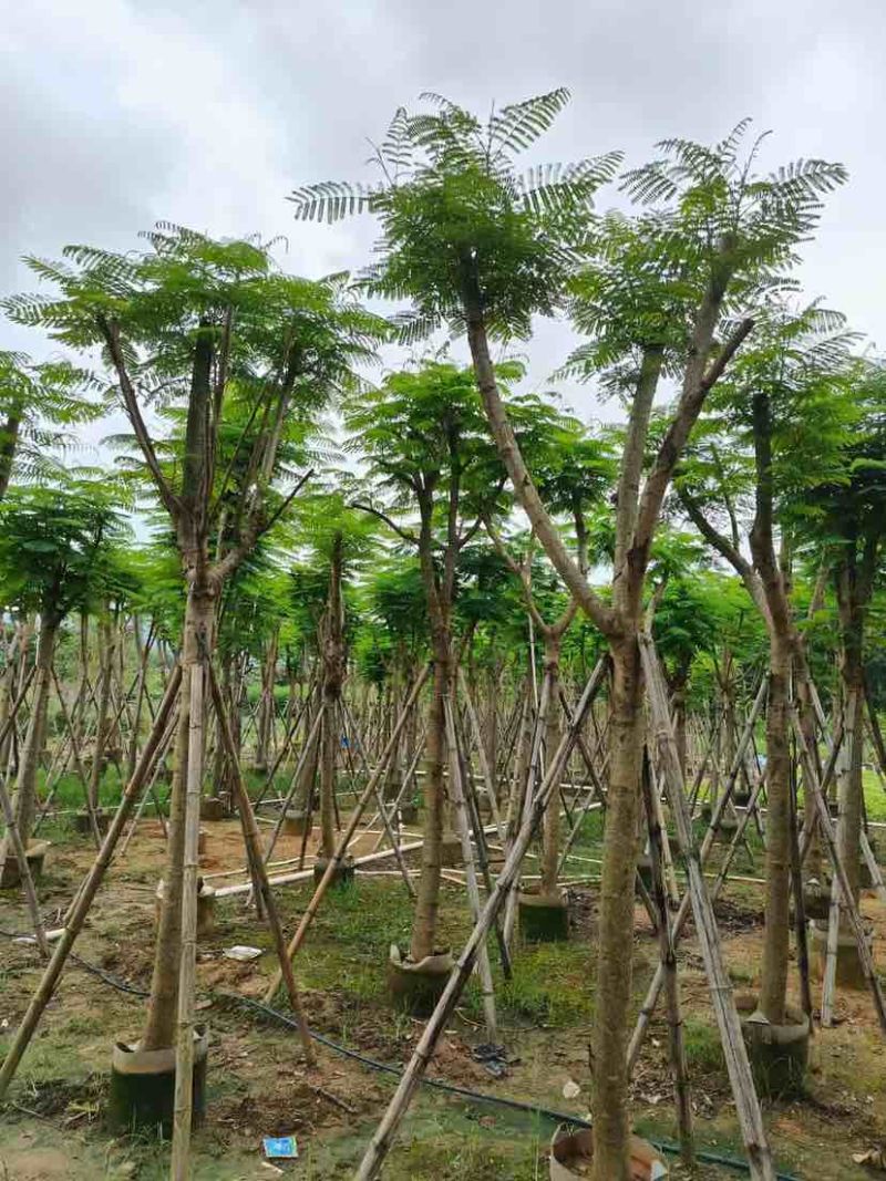 凤凰树10～30公分基地直销大小规格齐全欢迎老板来电洽谈