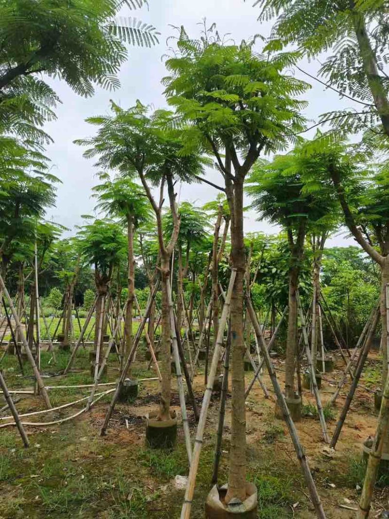 凤凰树10～30公分基地直销大小规格齐全欢迎老板来电洽谈