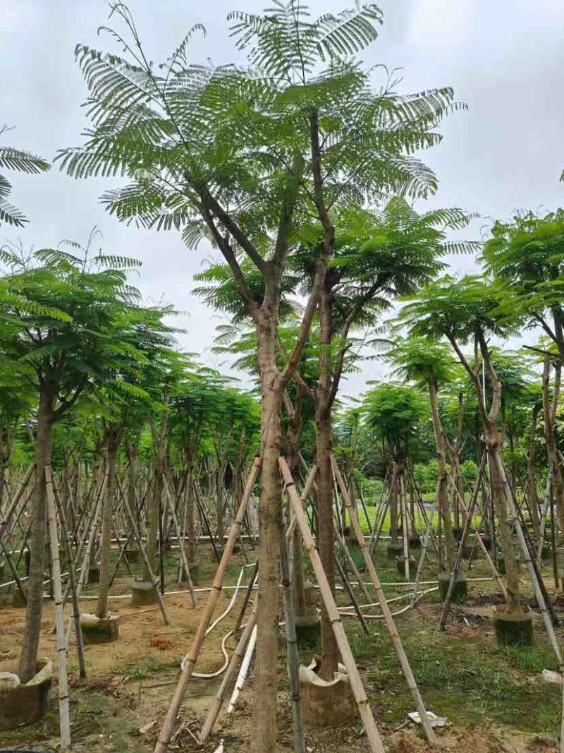 凤凰树10～30公分基地直销大小规格齐全欢迎老板来电洽谈