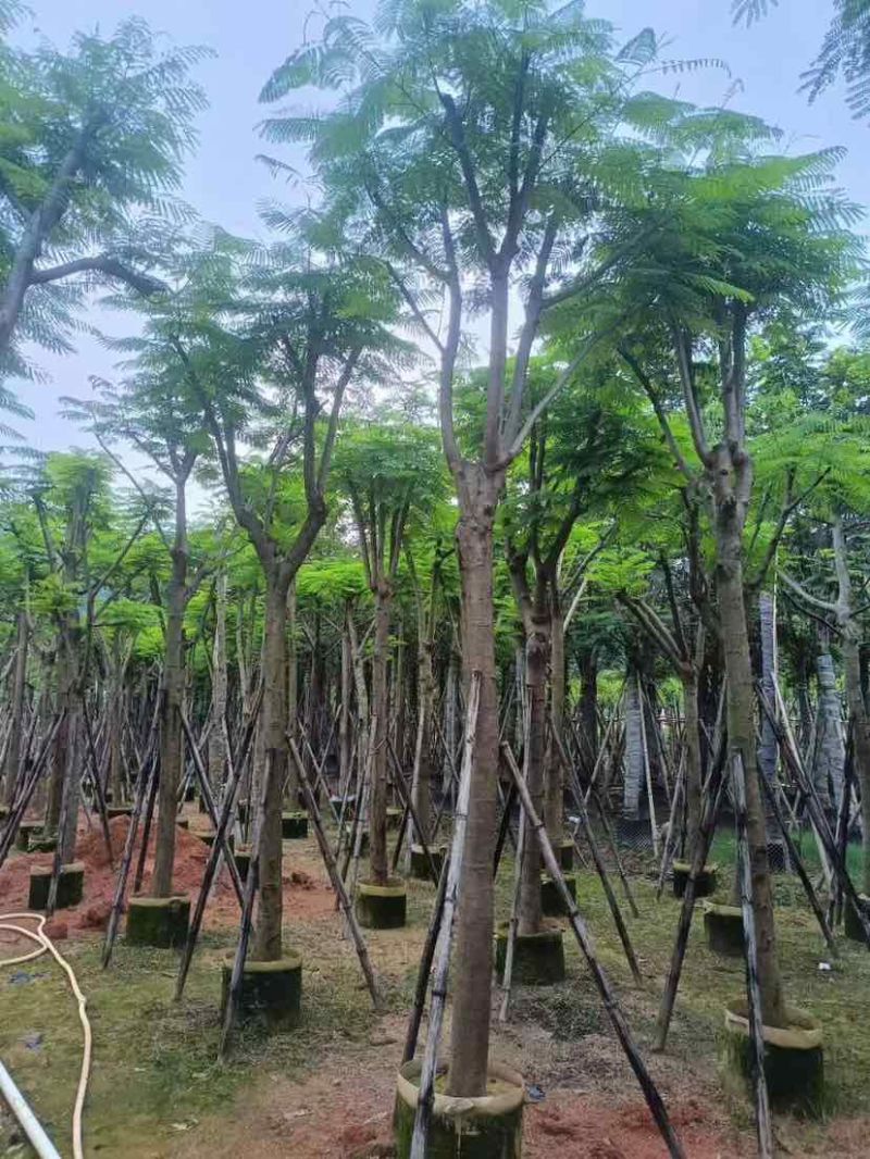 凤凰树10～30公分基地直销大小规格齐全欢迎老板来电洽谈