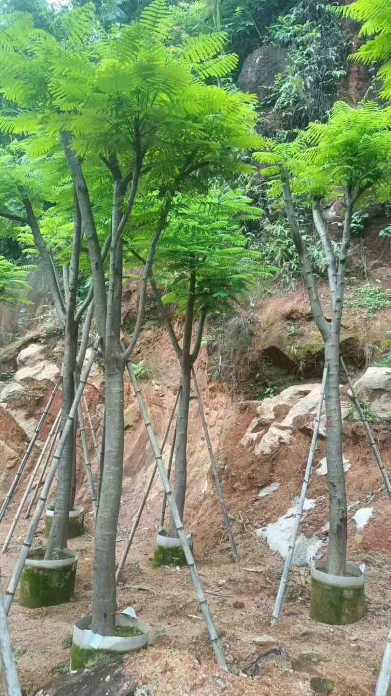 凤凰树10～30公分基地直销大小规格齐全欢迎老板来电洽谈