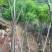 凤凰树10～30公分基地直销大小规格齐全欢迎老板来电洽谈