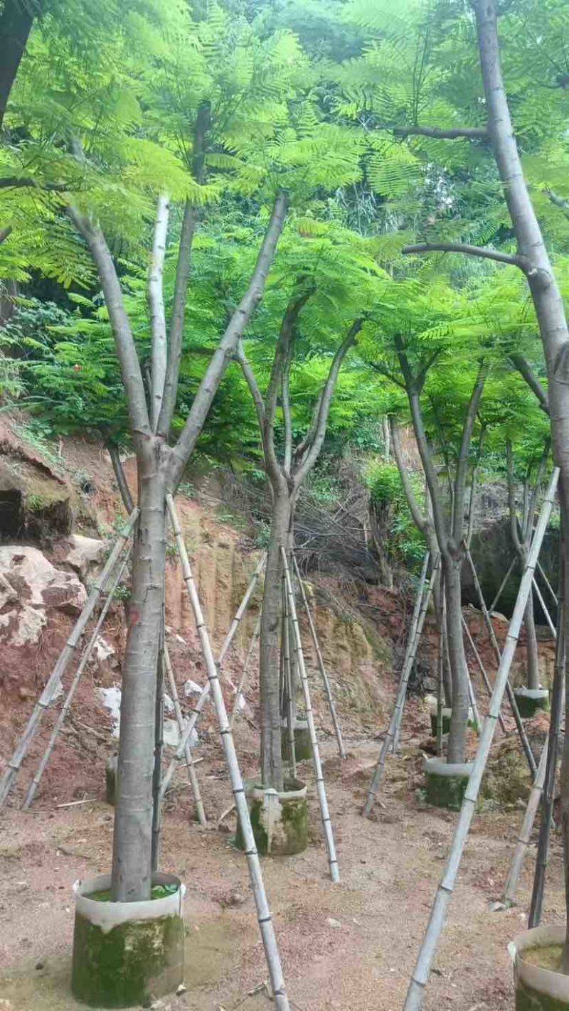 凤凰树10～30公分基地直销大小规格齐全欢迎老板来电洽谈