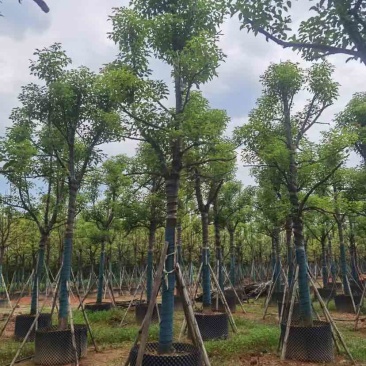 樟树15～18公分基地直销大小规格齐全欢迎老板来电洽谈
