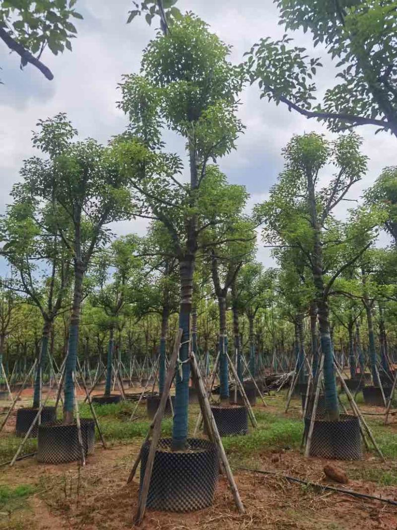 樟树15～18公分基地直销大小规格齐全欢迎老板来电洽谈