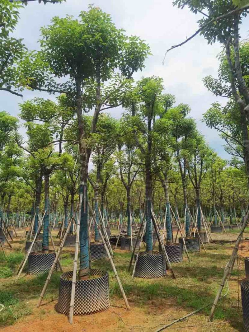 樟树15～18公分基地直销大小规格齐全欢迎老板来电洽谈