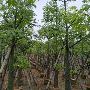 米径5-15公分美丽异木棉待售