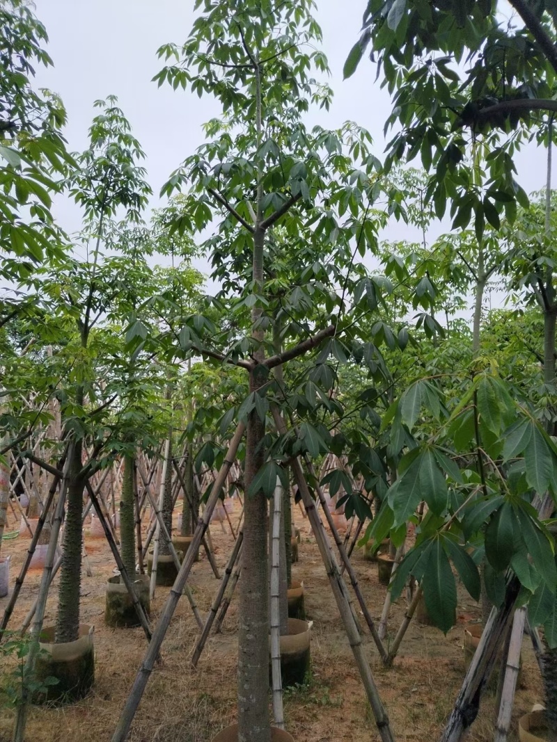 米径5-15公分美丽异木棉待售