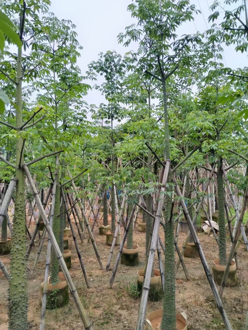 米径5-15公分美丽异木棉待售