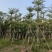 普宁产地小叶榄仁5～20公分大量现货