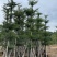 普宁产地小叶榄仁5～20公分大量现货