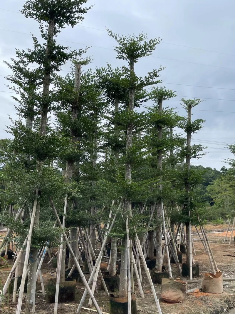 普宁产地小叶榄仁5～20公分大量现货