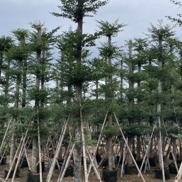 普宁产地小叶榄仁5～20公分大量现货